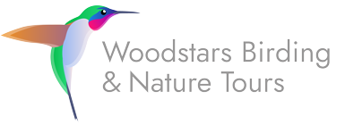 woodstars birding tours